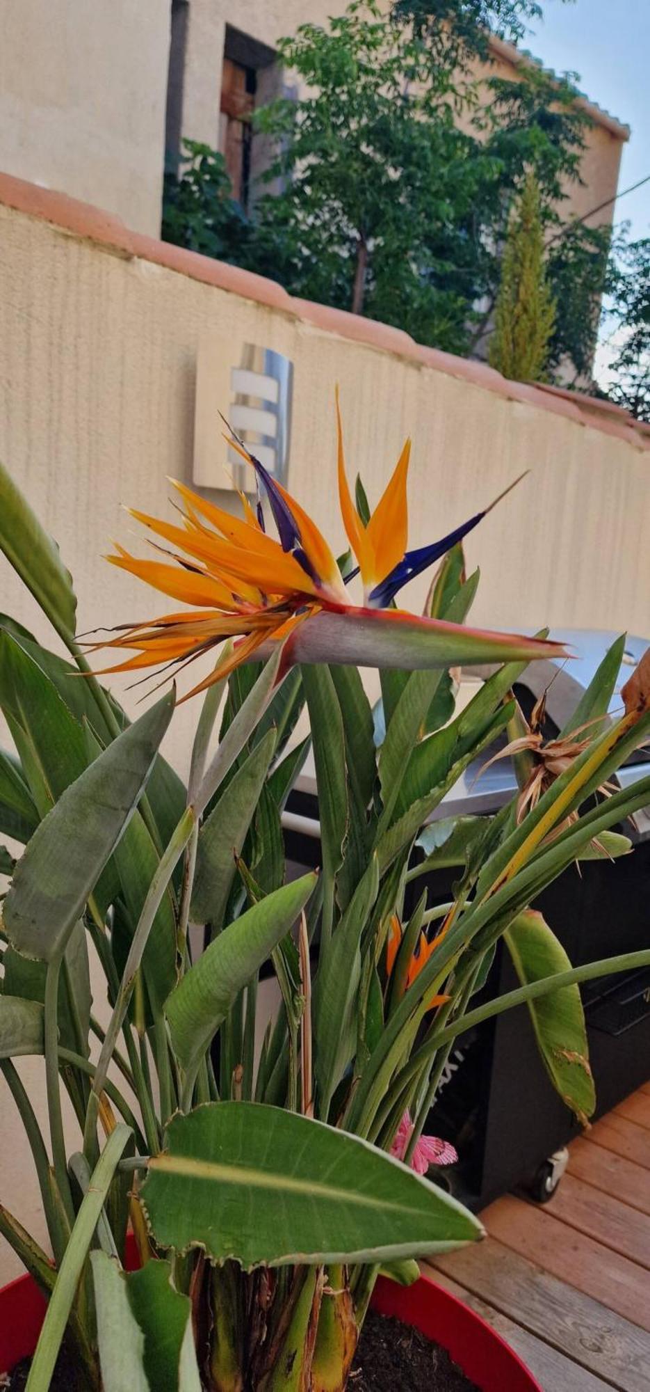 L'Oiseau Du Paradis นาร์บอนน์ ภายนอก รูปภาพ